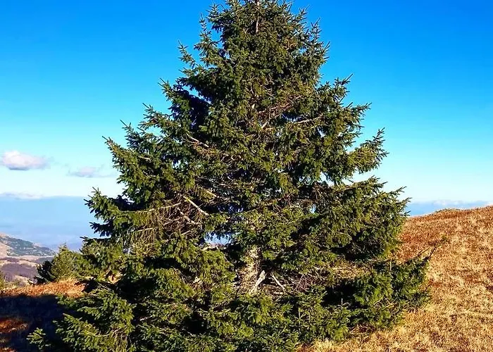 Ivkovic Milmari N16 *